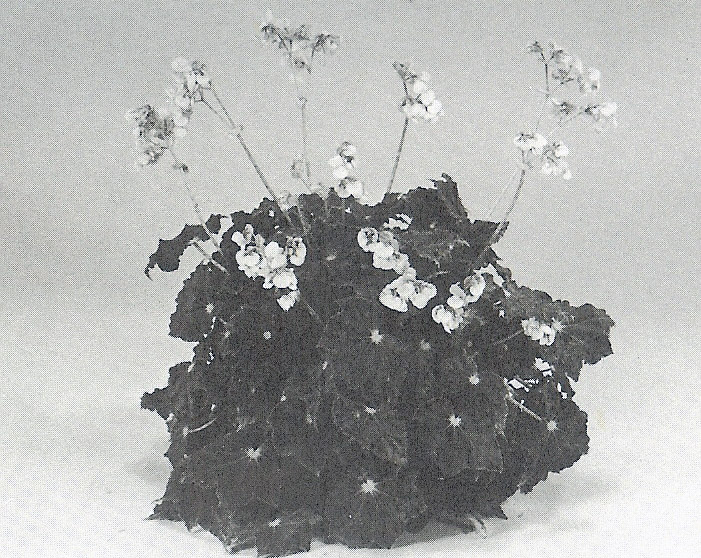 B. ‘Winkum’
